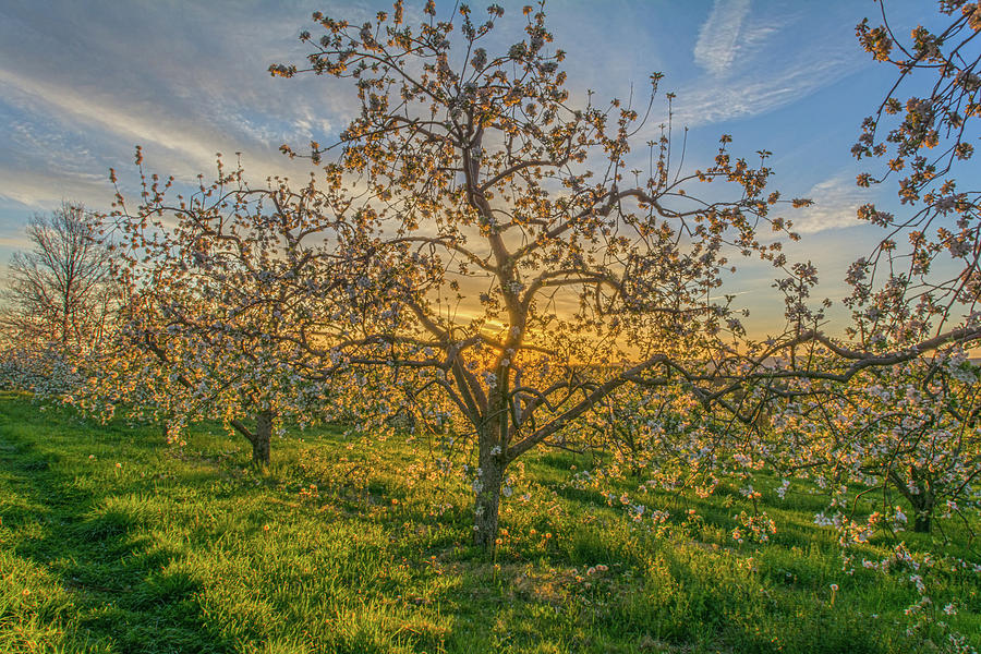Apple Blossoms At Sunrise 2 Photograph by Angelo Marcialis