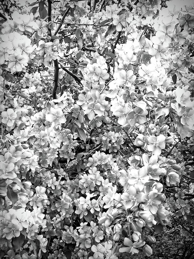 Apple Blossoms Black and White  Photograph by Aimee L Maher ALM GALLERY