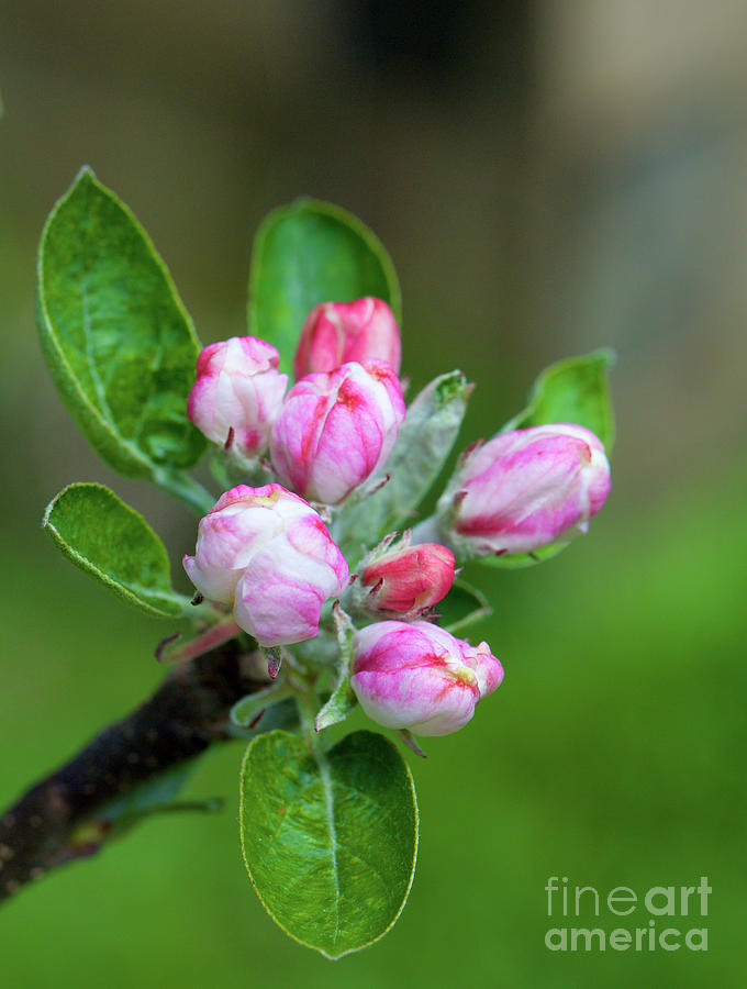 Apple Blossoms Photograph by Bruce Block