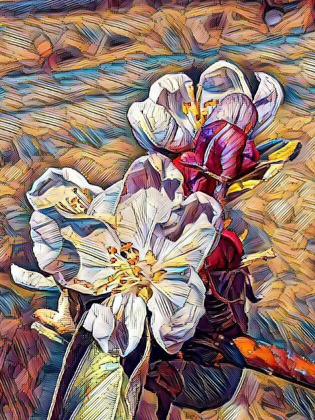Apple Blossoms  Digital Art by Caryl J Bohn