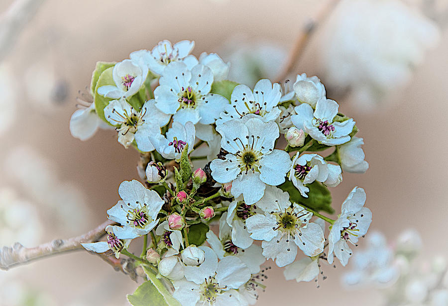 Apple Blossoms  Photograph by Charles Muhle