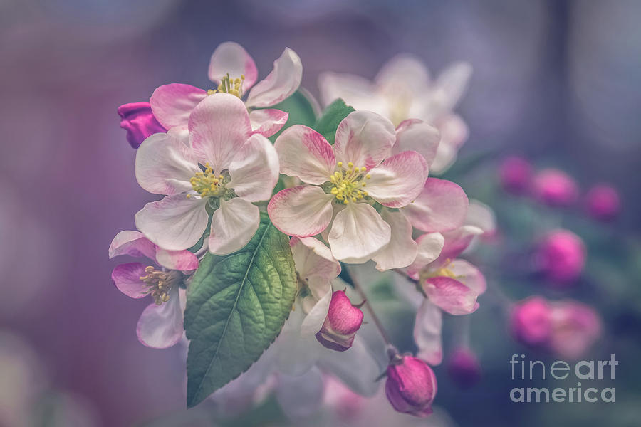 Apple blossoms Photograph by Claudia M Photography