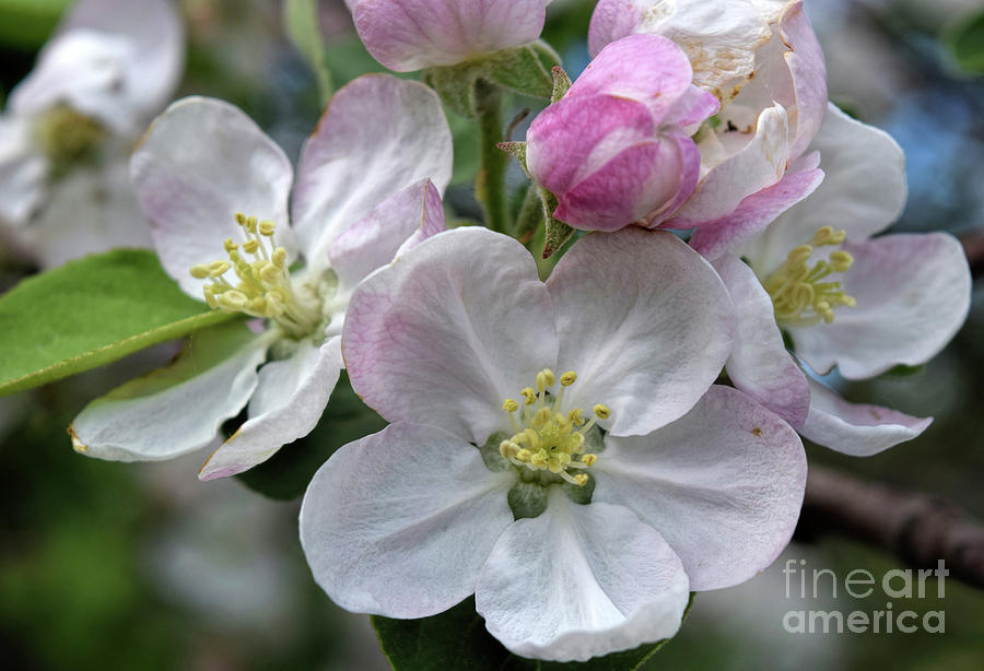 Apple Blossoms Photograph William Tasker - Fine America