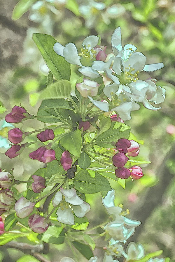 Apple Blossoms - Coloring Book Effect Photograph by Constantine Gregory