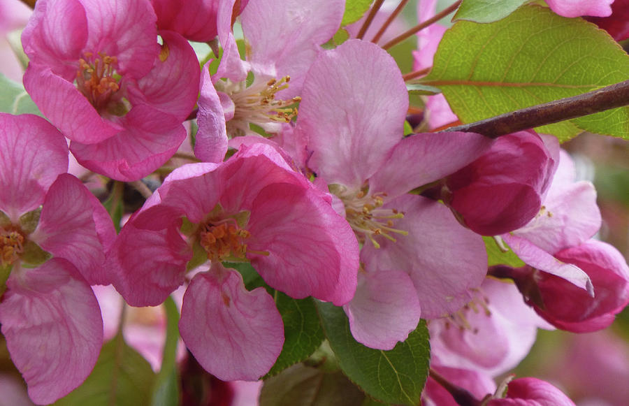 Apple Blossoms Photograph by Cris Fulton