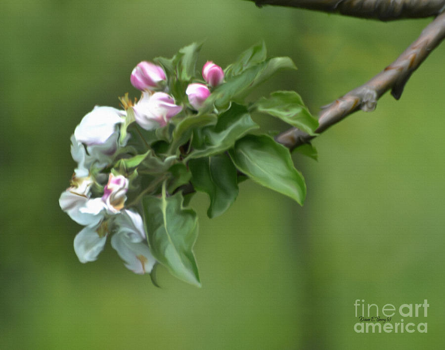 Apple Blossoms Painting by Diane E Berry