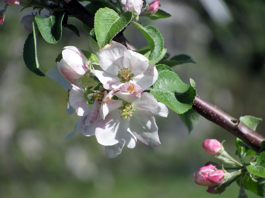 Apple Blossoms Photograph - Apple Blossoms by Donna King