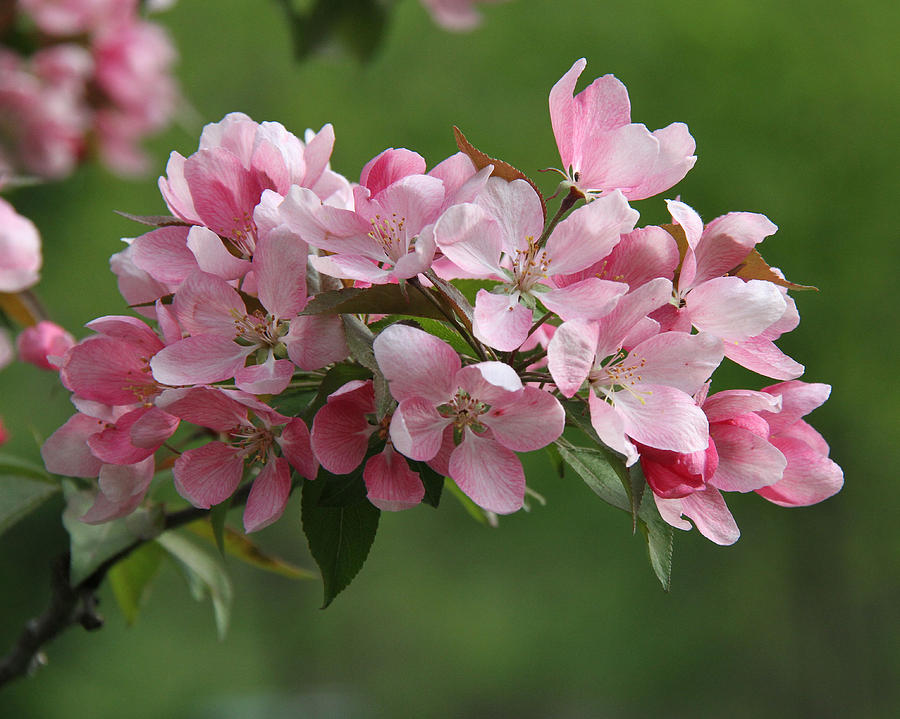 Spring Photograph - Apple blossoms by Doris Potter