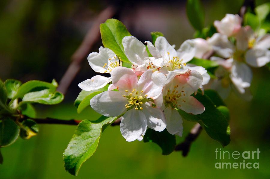 Apple Blossoms Photograph by Elaine Manley
