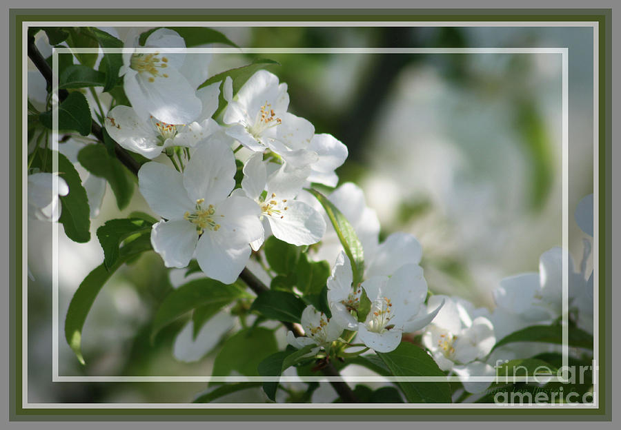 Apple Blossoms, Framed Photograph by Sandra Huston