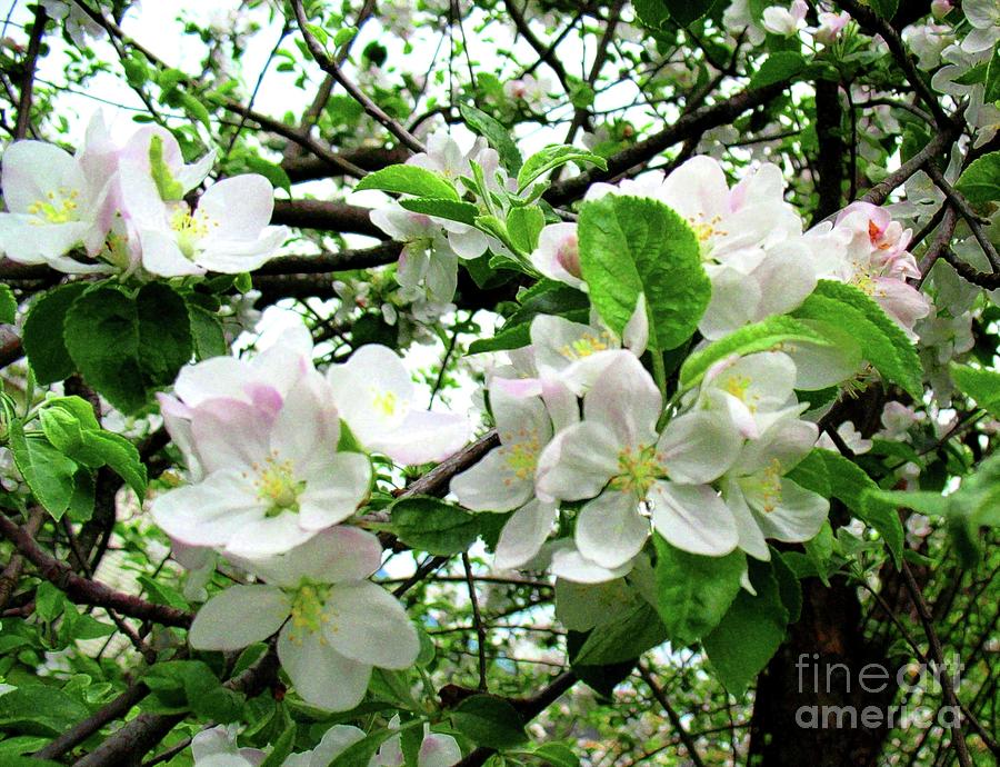Apple Blossoms Painting by Hazel Holland