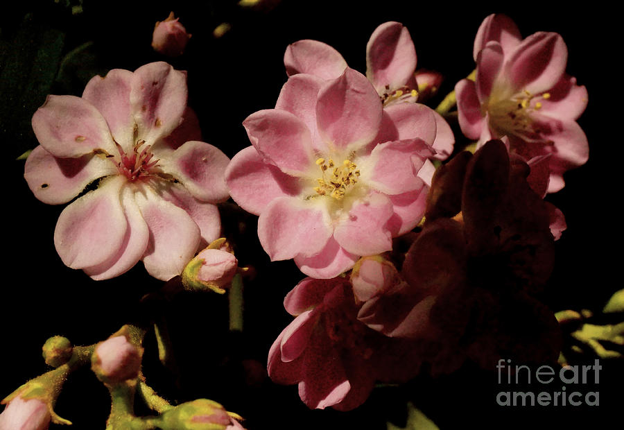 Apple blossoms III Photograph by Cassandra Buckley