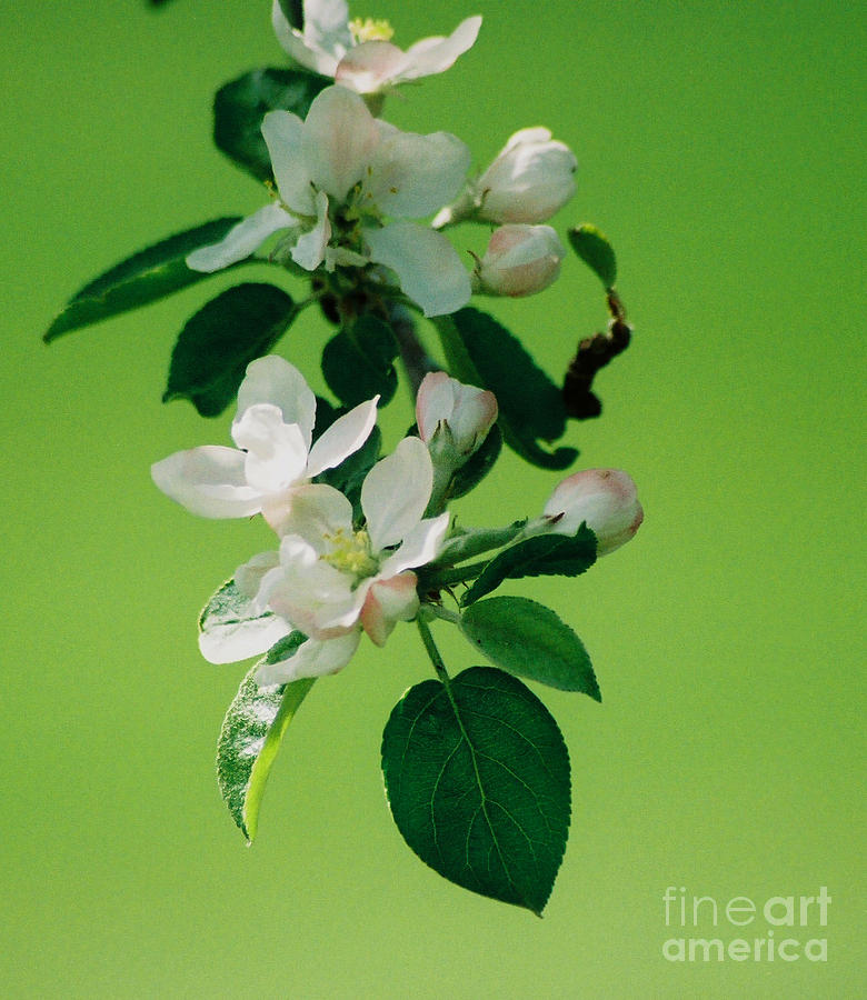 Apple Blossoms in Bloom Photograph by Linda Drown