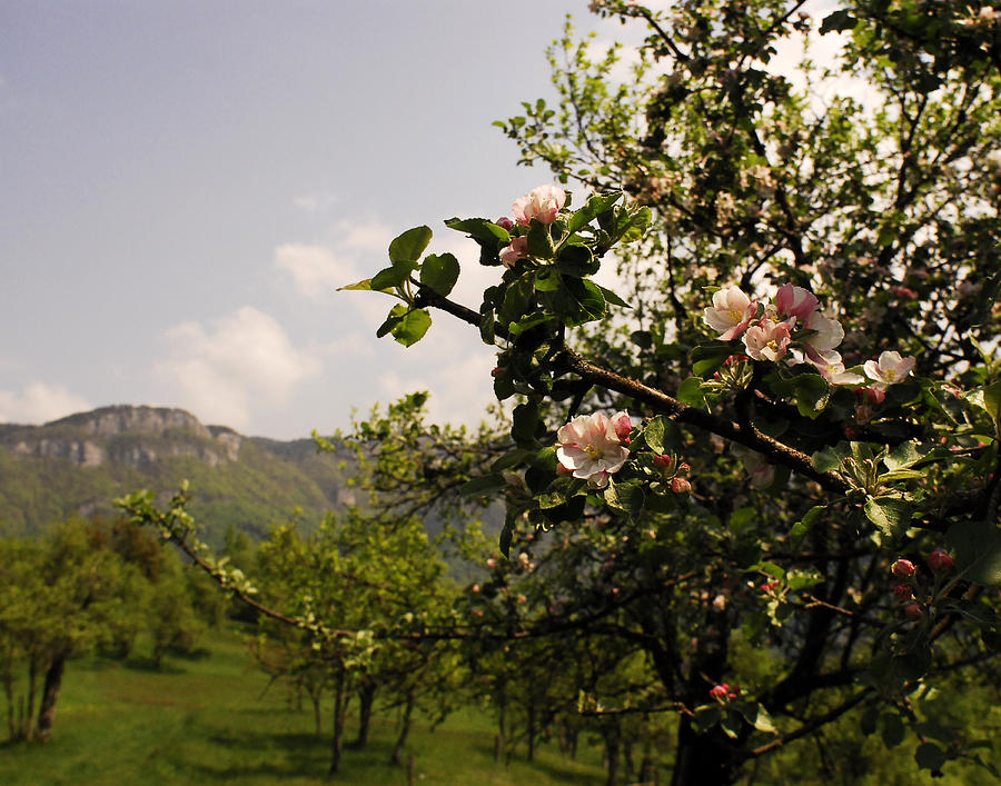 Apple Blossoms in Croatia Photograph by Don Wolf