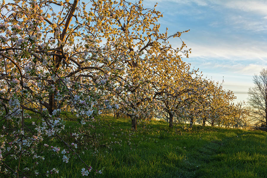 Apple Blossoms In Early Morning Light Photograph by Angelo Marcialis