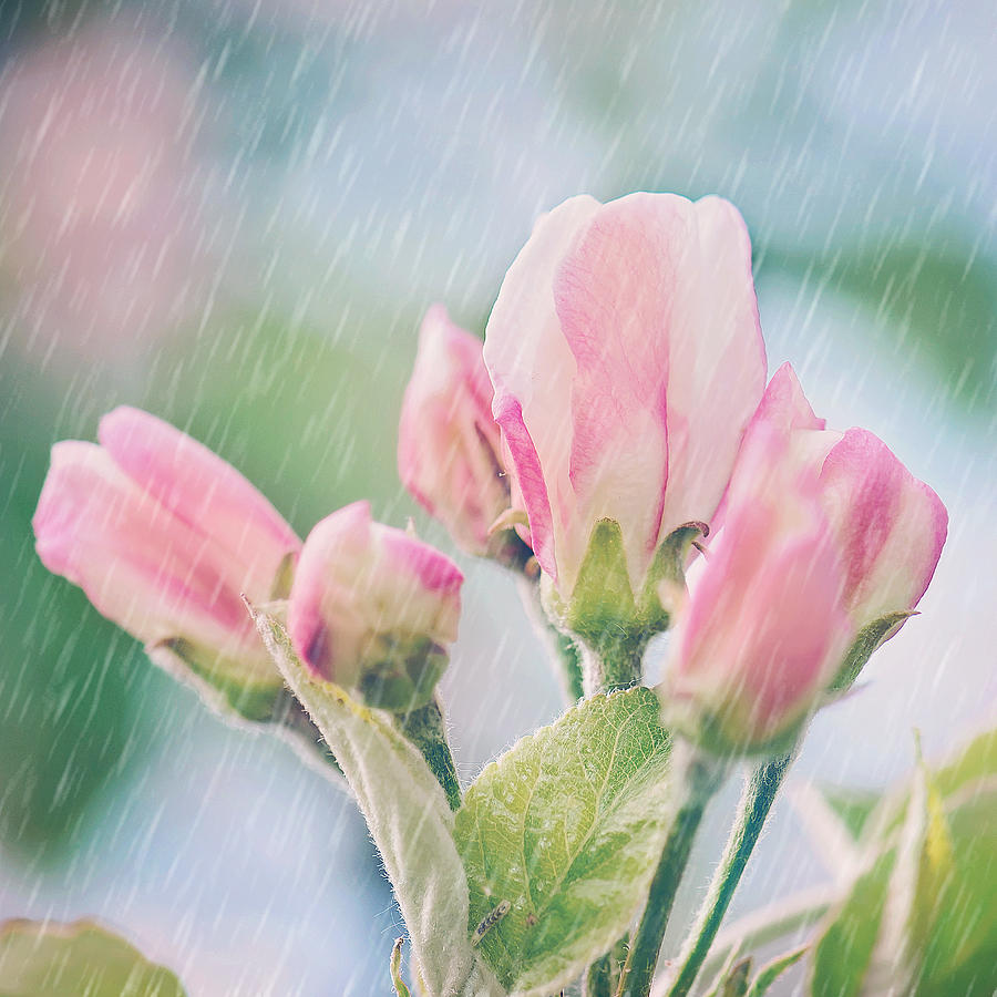 Apple Blossoms in the Rain 12x12 Crop Print Photograph by Gwen Gibson