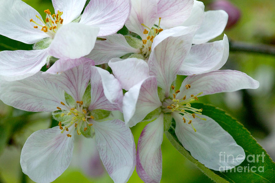 Apple Photograph - Apple Blossoms by Inga Spence