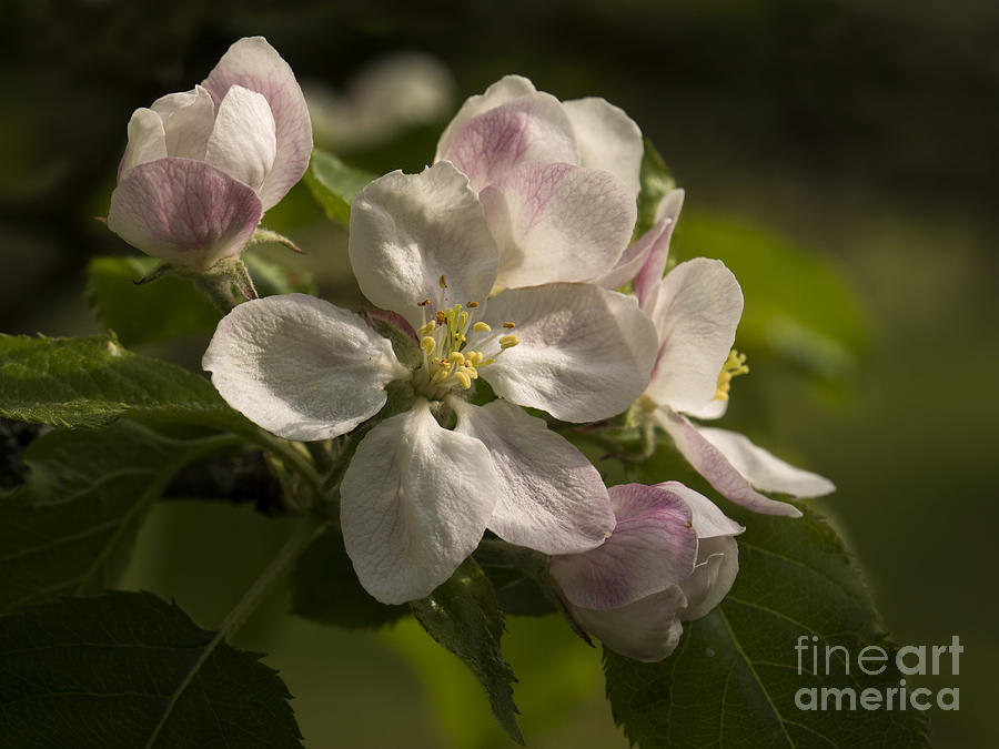 Apple blossoms Photograph by Inge Riis McDonald