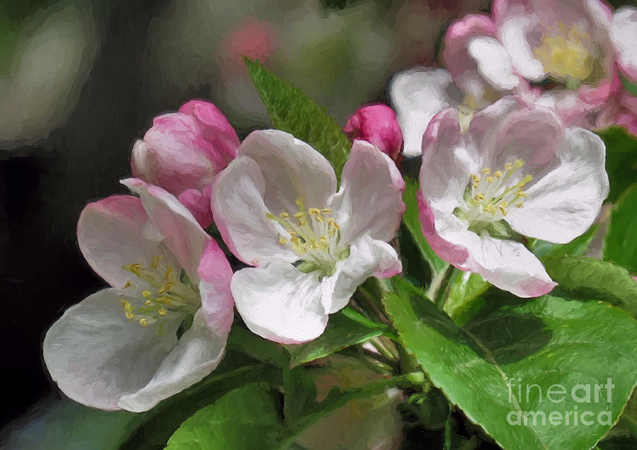 Apple Blossoms  Photograph by Janice Drew