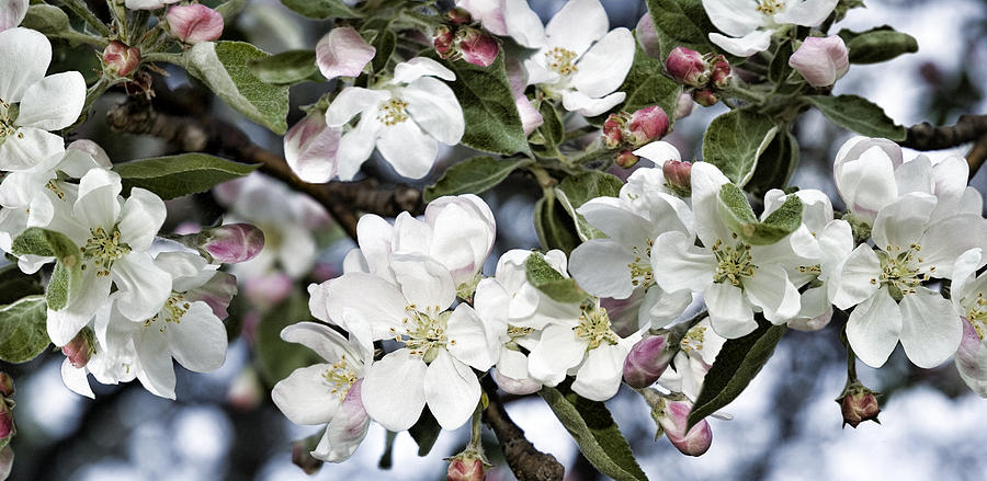Apple Blossoms Photograph by JGracey Stinson