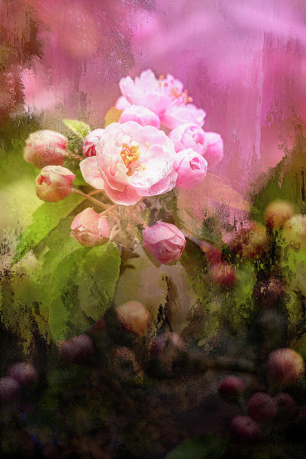 Apple Blossoms Photograph by Wild Sage Studio Karen Powers