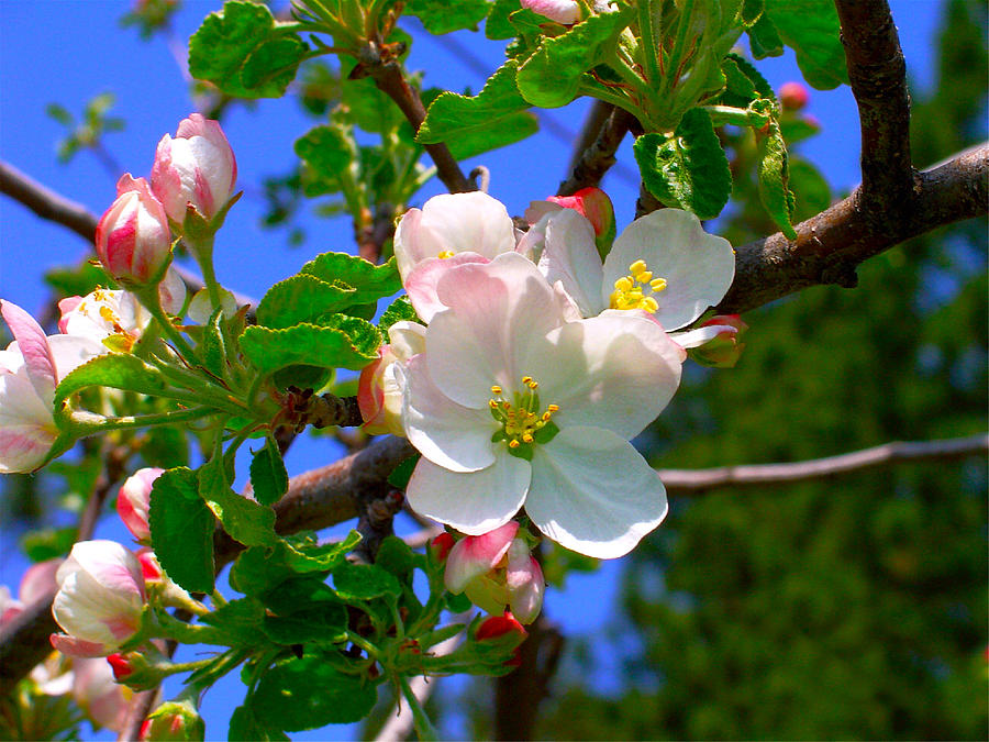 Spring Photograph - Apple Blossoms by Karon Melillo DeVega