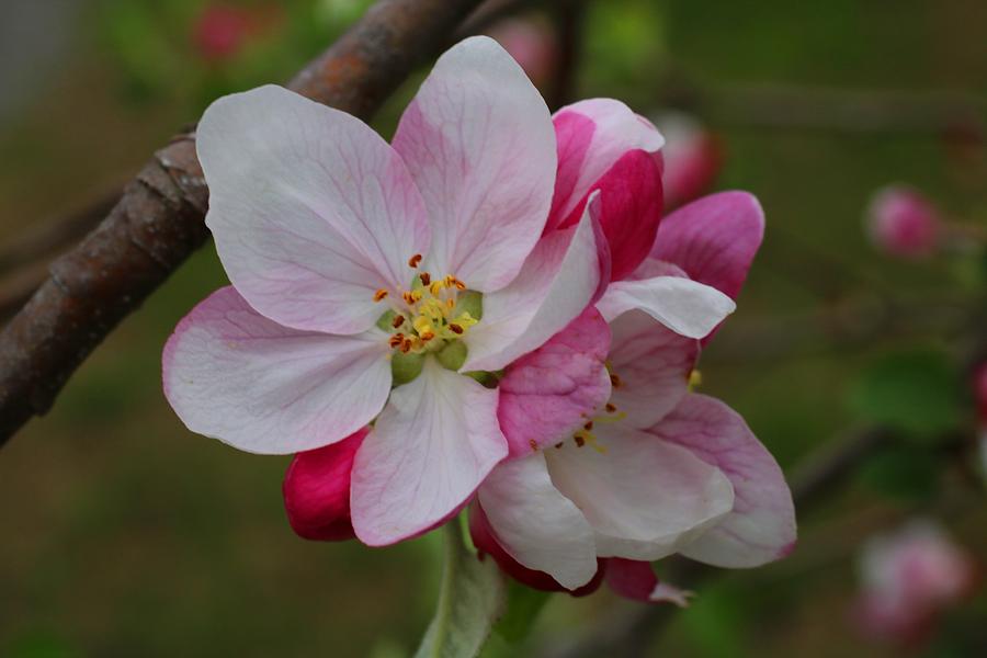 Flower Photograph - Apple Blossoms by Kathryn Meyer