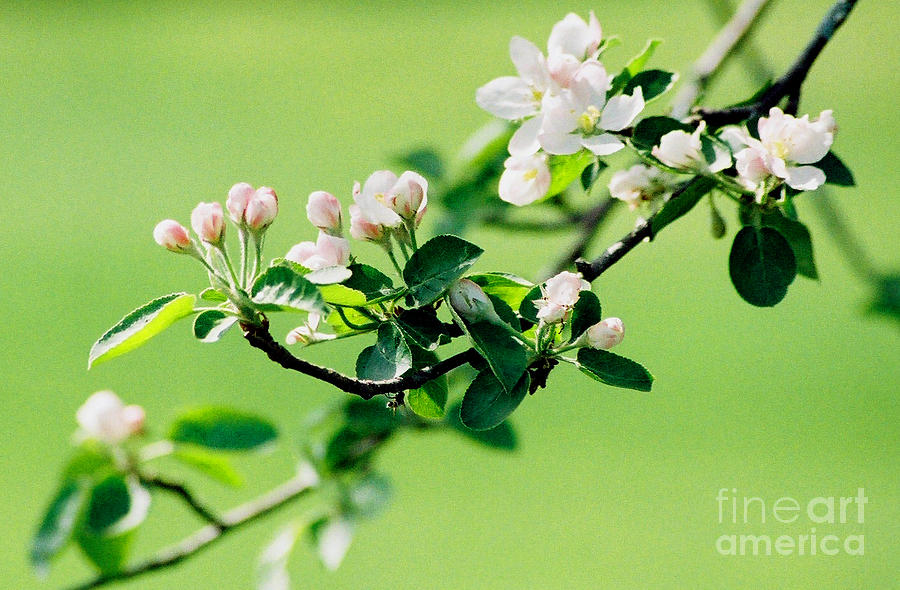 Apple Blossoms Photograph by Linda Drown