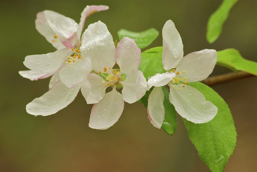 Spring Photograph - Apple Blossoms by Michael Peychich