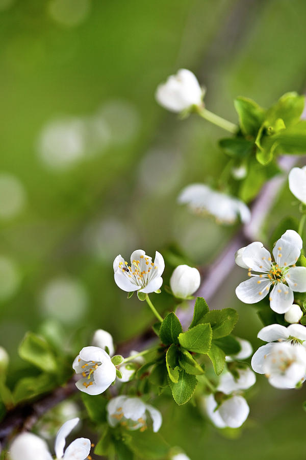 Apple Blossoms Photograph