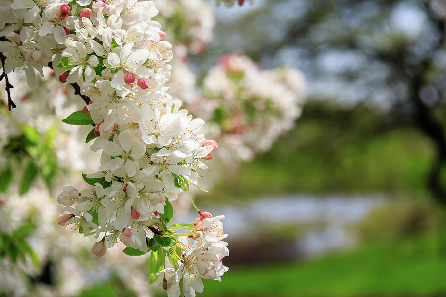 Apple Blossoms Near Meadow Lake Photograph by Joni Eskridge