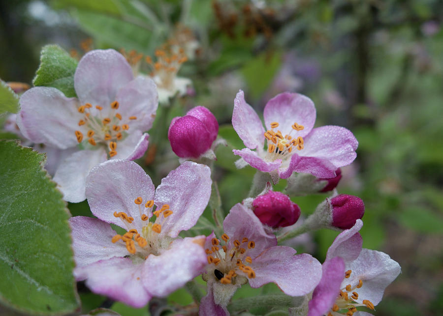 Apple Blossoms Photograph by Noa Mohlabane
