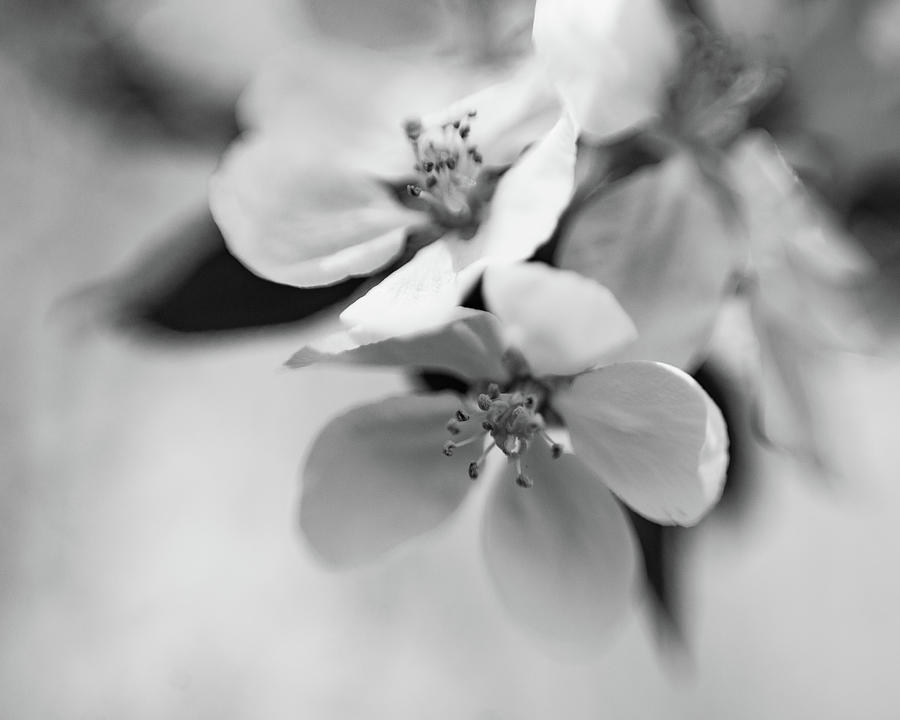 Apple Blossoms  Photograph by Pamela Taylor
