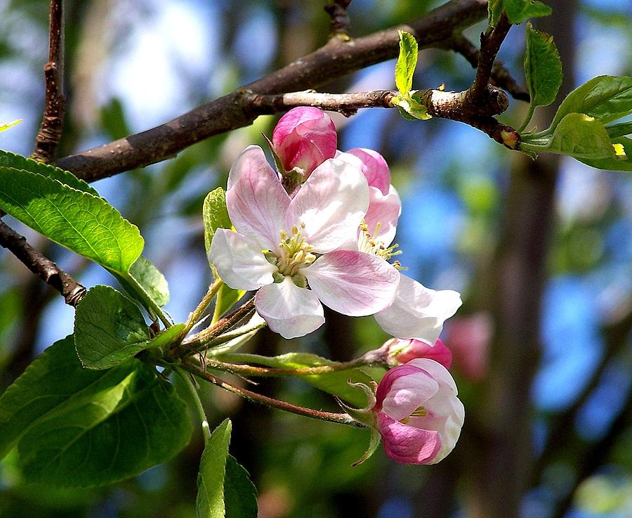 Apple Blossoms Photograph Photograph by Kimberly Walker
