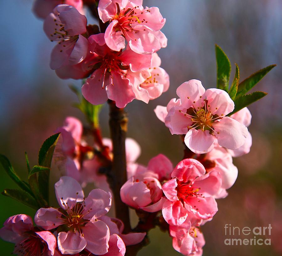 Apple blossoms Photograph by Robert Pearson