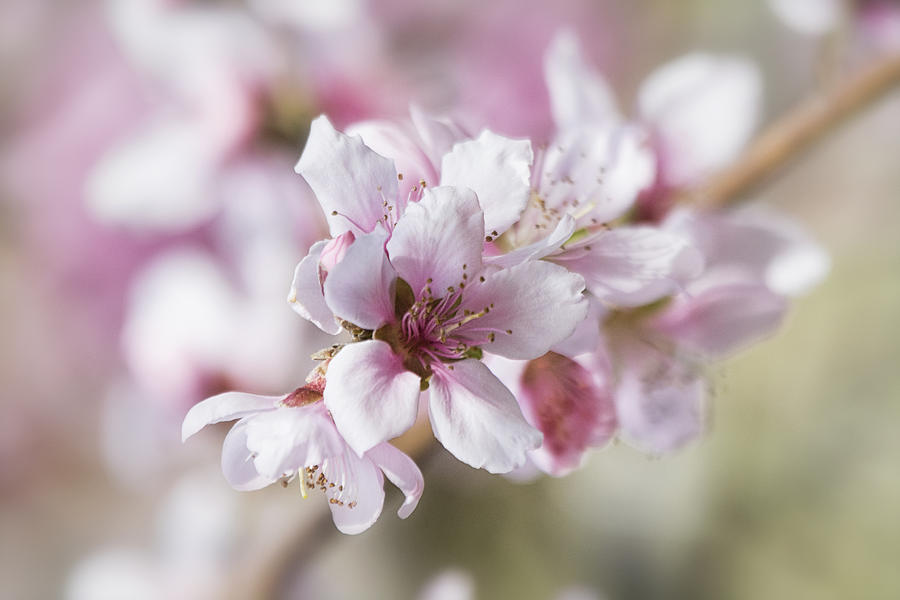 Apple Blossoms Photograph by Saija Lehtonen