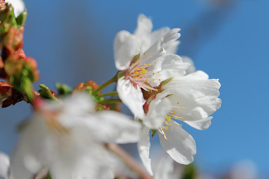 Apple Blossoms Photograph by Scott Hovind