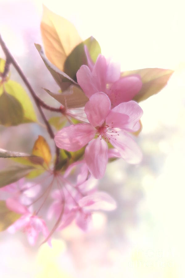 Flower Photograph - Apple Blossoms by Tara Shalton