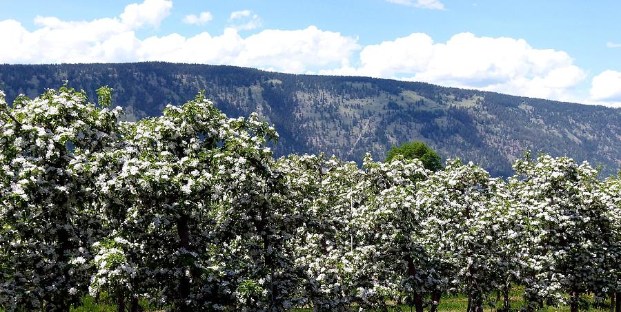 Apple Blossoms Photograph by Will Borden