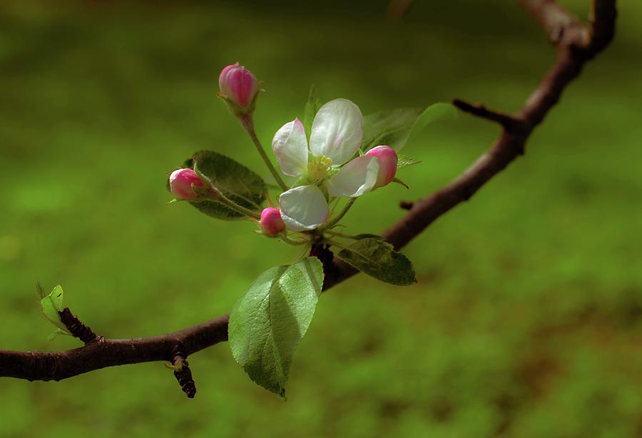 Flowers Still Life Photograph - Apple Buds and Blossom by Sherman Perry