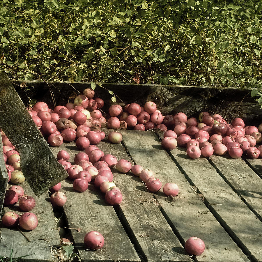 Apple Cart in Autumn - Vintage Art Photograph by Joann Vitali