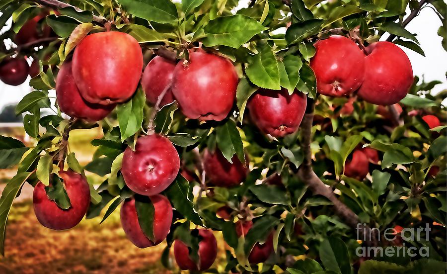 Apple Delight  Photograph by Luther Fine Art