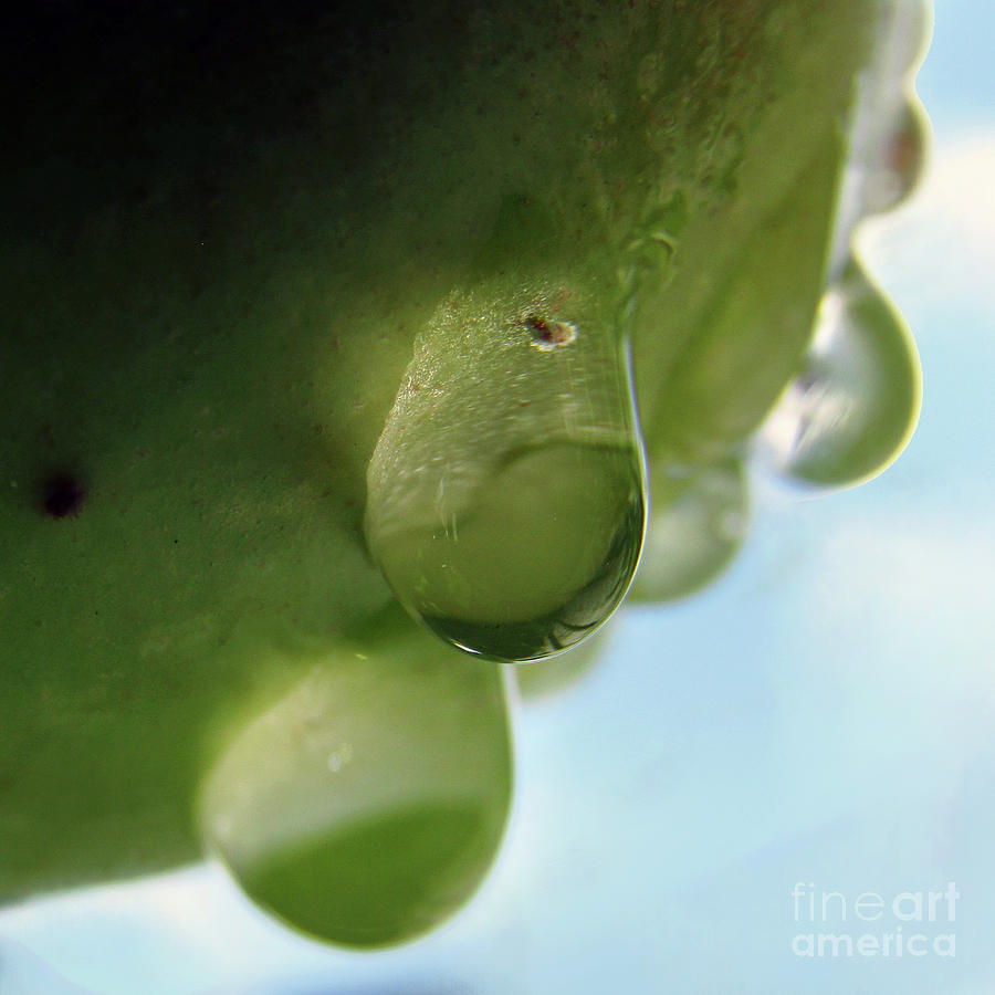 Apple Drops. 3 Photograph by Kim Tran