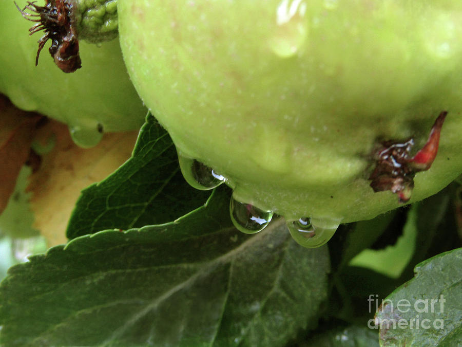 Apple Drops Photograph by Kim Tran