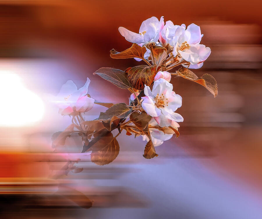 Apple Flower on Spring Day Photograph by Aleksandrs Drozdovs