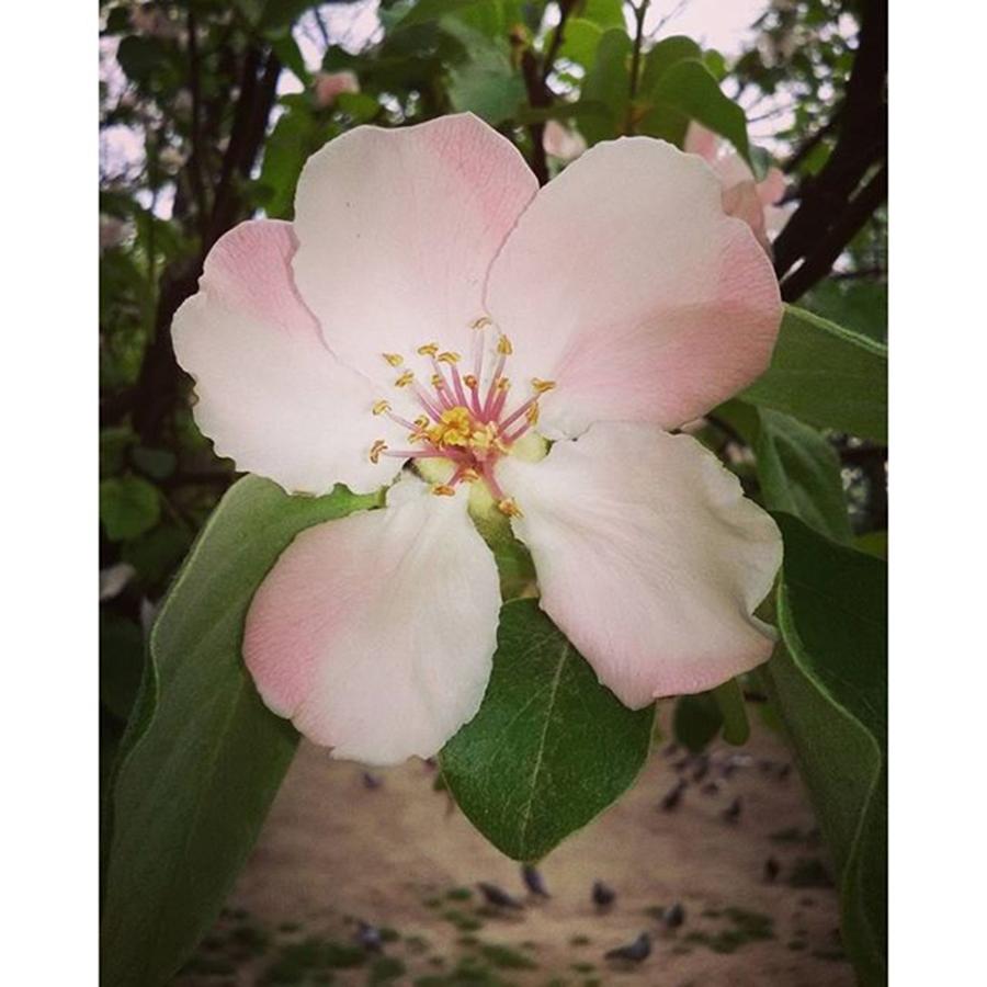 Spring Photograph - Apple Flower by Daniela Elena Vilcea