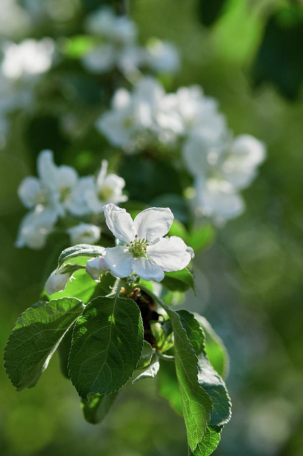 Apple flowers 4 Photograph by Jouko Lehto