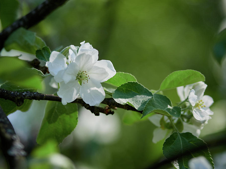 Apple flowers 8 Photograph by Jouko Lehto