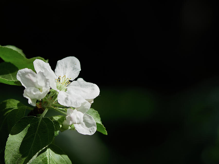 Apple flowers In the corner 11 Photograph by Jouko Lehto
