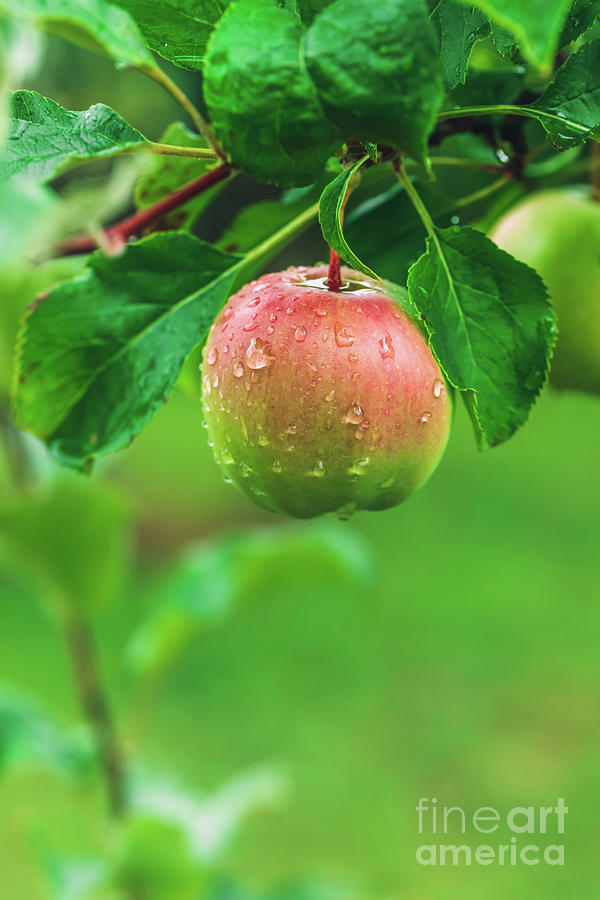 Apple hanging from a green tree Photograph by Michal Bednarek